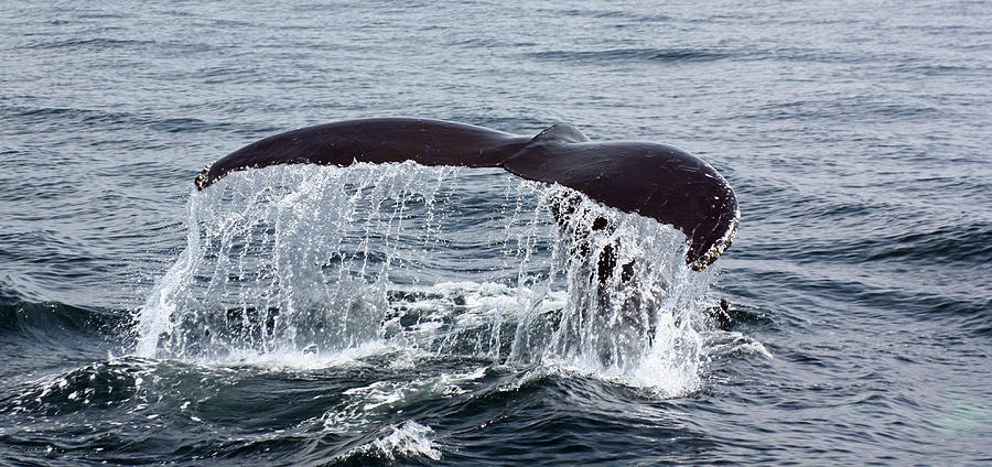 Humpback Whale Flukes Photograph by Jean Clark