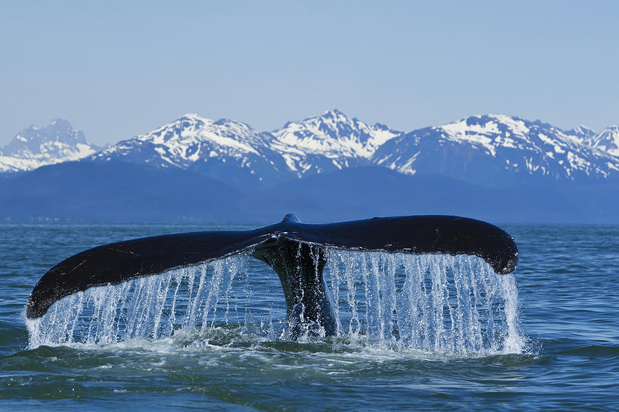 Humpback Whale Fluking In Lynn Canal Photograph by John Hyde - Fine Art ...