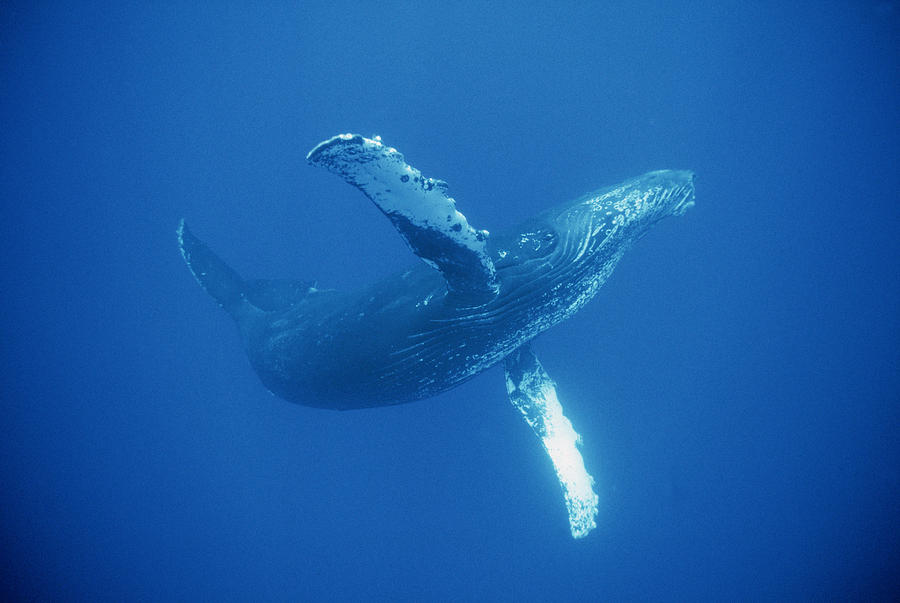 Humpback Whale Friendly Maui Hawaii Photograph by Flip Nicklin