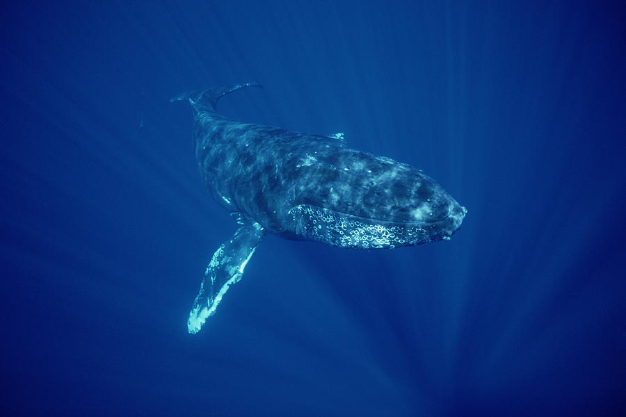 Humpback Whale Friendly Singer Maui Photograph by Flip Nicklin