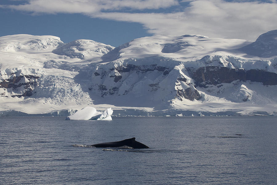 Humpback Whale Gerlache Strait Photograph by Matthias  Breiter