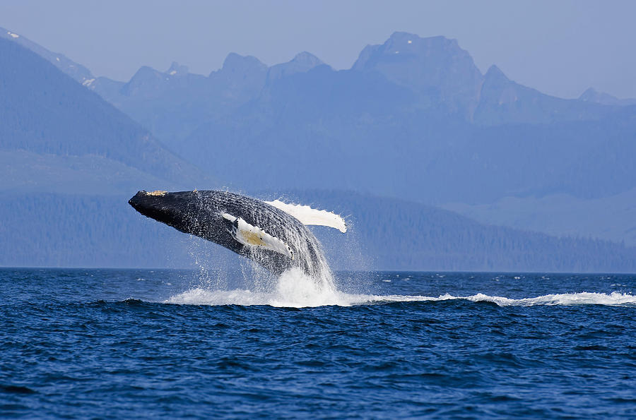 Humpback Whale In Inside Passage Photograph by John Hyde - Fine Art America