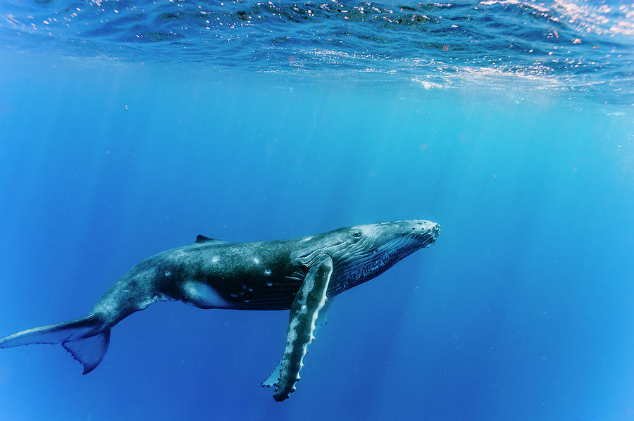 Humpback Whale In Ocean, Kingdom Photograph By Ted Wood - Fine Art America