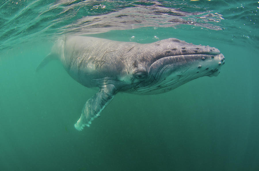 Humpback Whale Photograph by Joost Van Uffelen