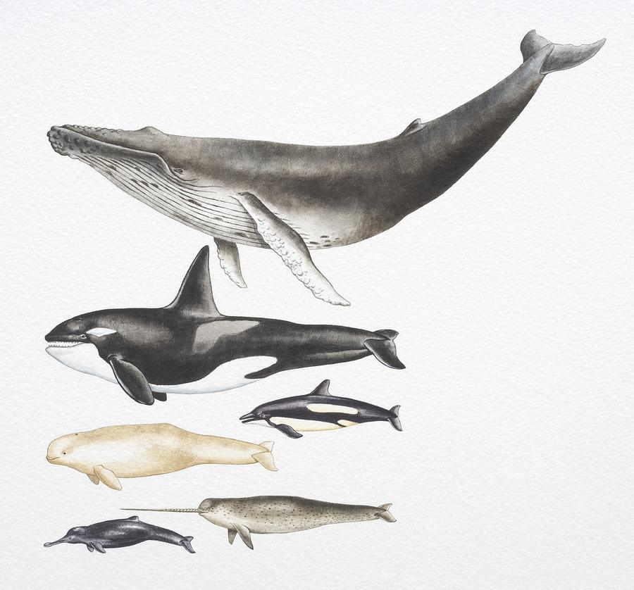 Humpback Whale, Killer Whale, Beluga, Pacific White-Sided Dolphin, Ganges River Dolphin and Narwhal. Drawing by Dorling Kindersley