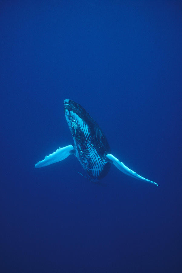 Humpback Whale Kona Coast Hawaii Photograph by Flip Nicklin