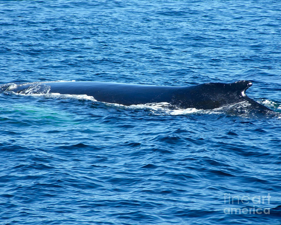 Humpback Whale Photograph by Kristen Fox