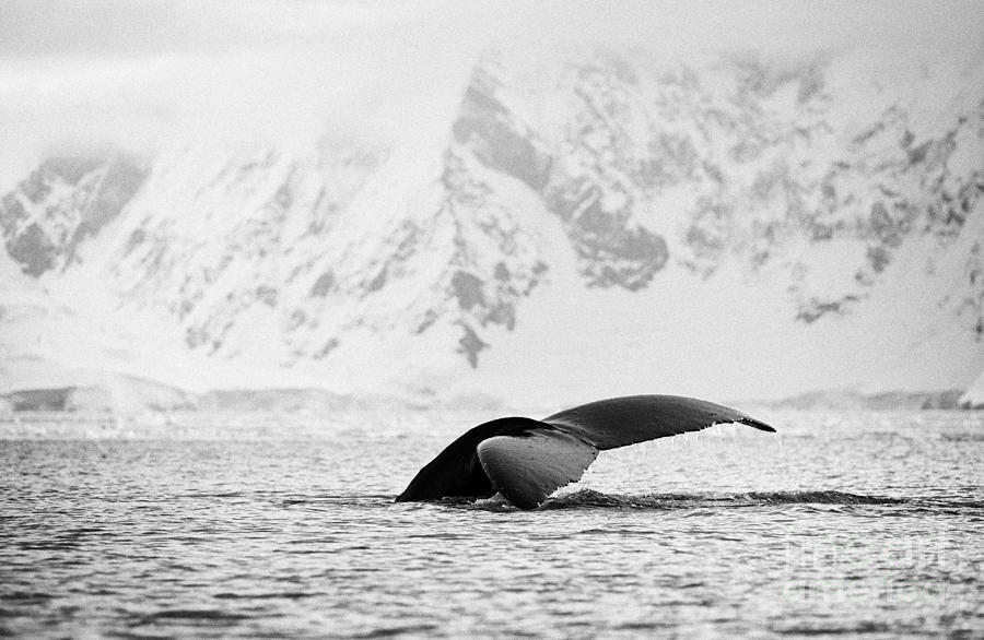 Mammal Photograph - humpback whale lifting its tail above surface of wilhelmina bay Antarctica by Joe Fox