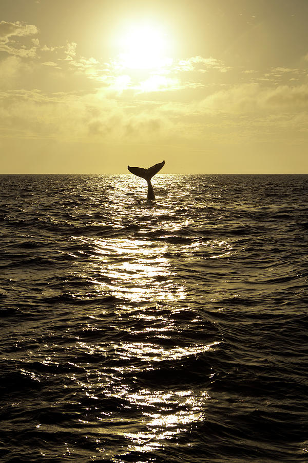 Humpback Whale Lifting Its Tail Out Of Photograph by Clumpner Humpback Whale Lifting Its Tail Out Of Photograph by Clumpner