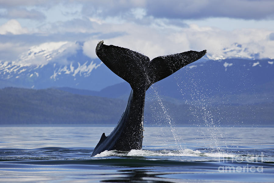 Whale Photograph - Humpback Whale lifting massive tail flukes high surrounded by snowcapped mountains in Alaska by Brandon Cole