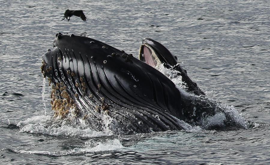 Humpback Whale Photograph by Liz Vernand