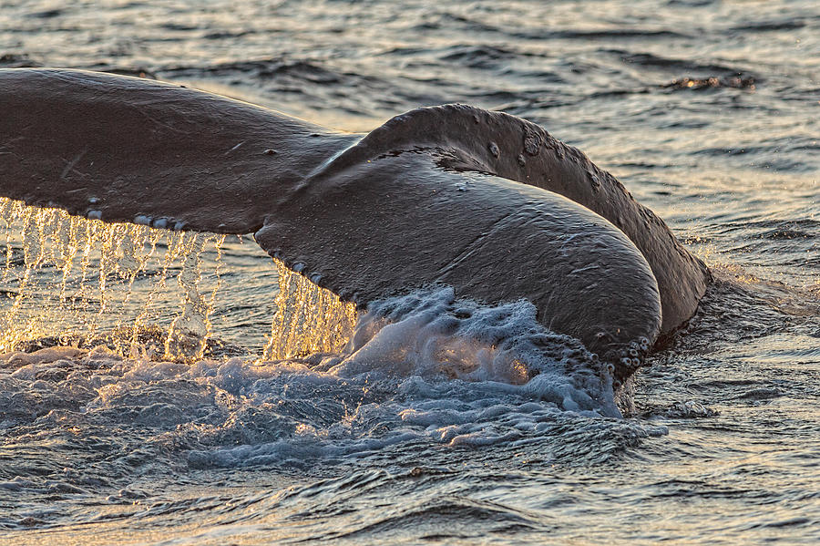 Humpback Whale Lobtailing Photograph by Perla Copernik