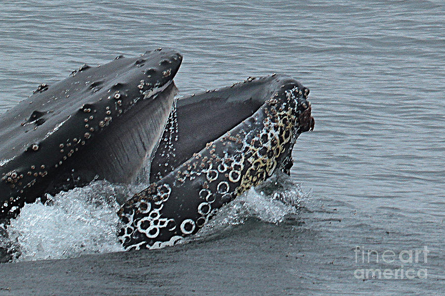 Whale Photograph - Humpback Whale  lunge feeding 2013 in Monterey Bay by Monterey County Historical Society