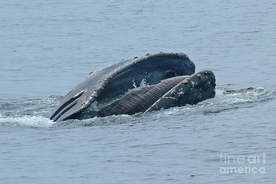 Whale Photograph - Humpback Whale  lunge feeding Monterey Bay 2013 by Monterey County Historical Society