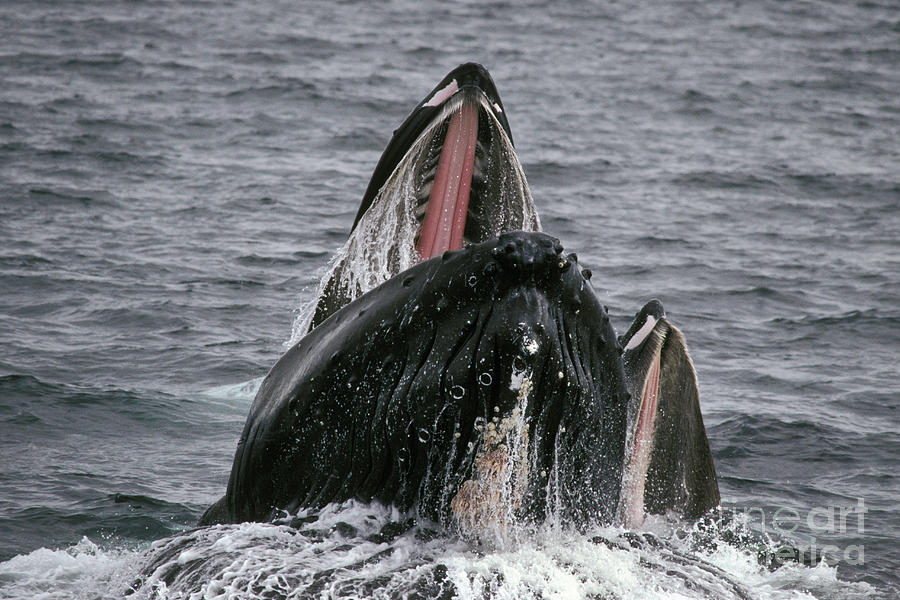 Humpback Whale Lunge Feeding Photograph by Ron Sanford