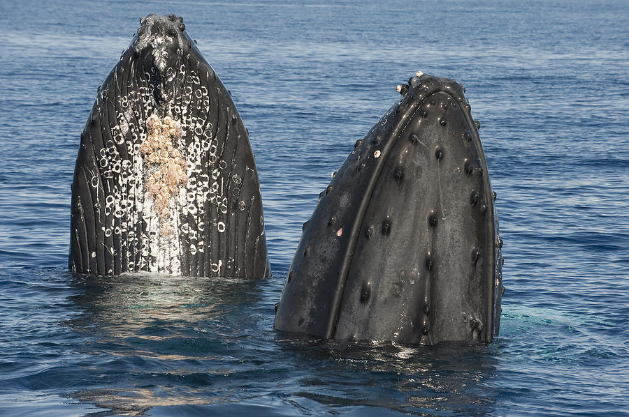 Humpback Whale Males Spyhopping Maui Photograph by Flip Nicklin