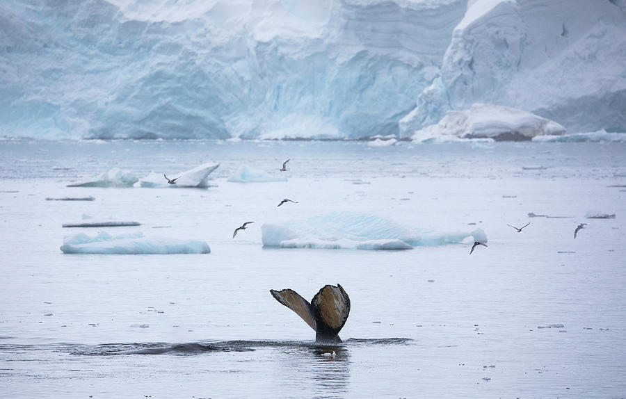 Humpback Whale Megaptera Novaeangliae Photograph by Dave Brosha ...