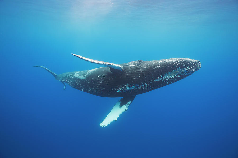 Humpback Whale  Megaptera Novaeangliae Photograph by Dave Fleetham