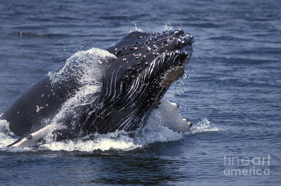 Humpback Whale Megaptera Novaeangliae Photograph by Ron Sanford