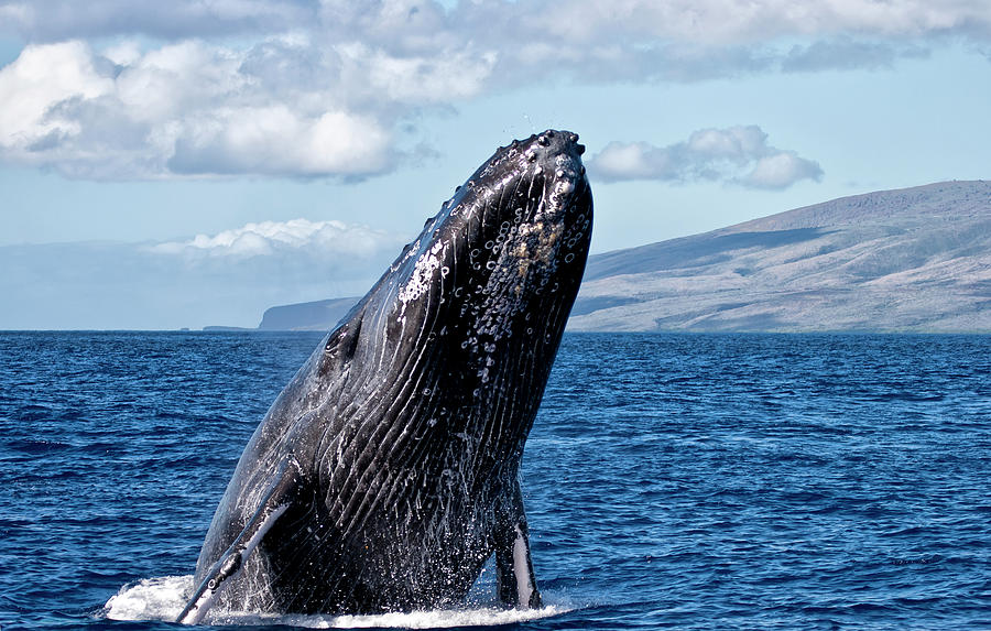 Humpback Whale  Megaptera Novaeangliae Photograph by Scott Mead