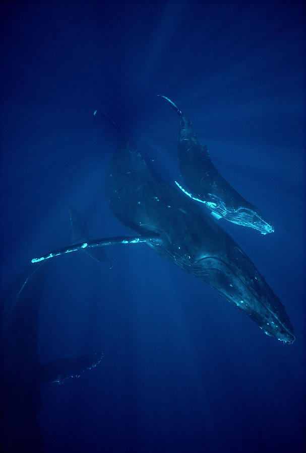 Humpback Whale Mother And Calf Hawaii Photograph by Flip Nicklin