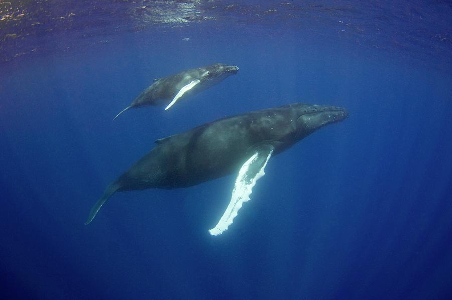 Humpback Whale Mother And Calf by Jason Isley/scubazoo/science Photo ...