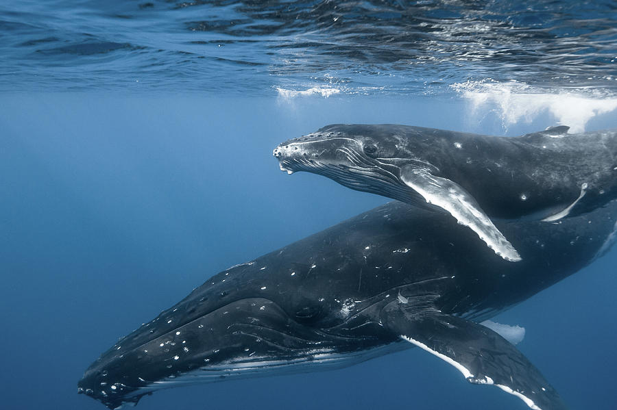 Humpback Whale - Mother And Calf Photograph by Kerstin Meyer