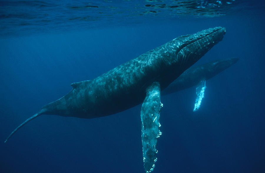 Humpback Whale Mother And Young Hawaii Photograph by Flip Nicklin