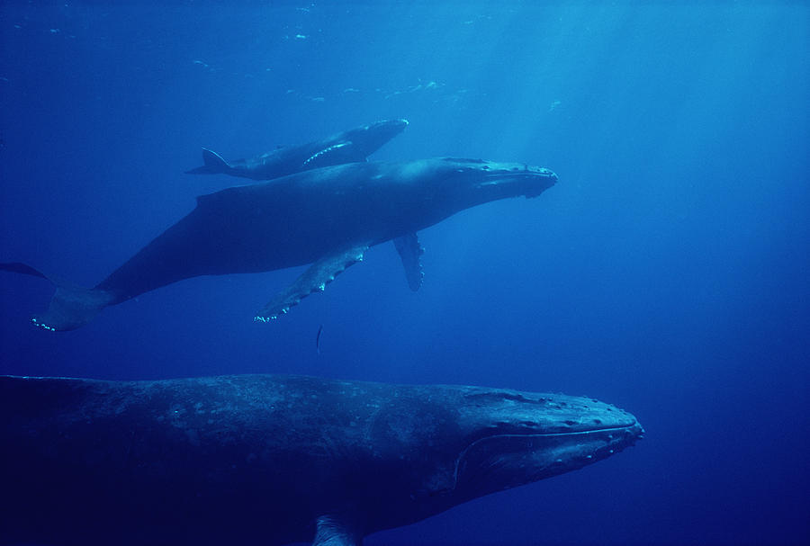 Humpback Whale Mother Calf And Male Photograph by Flip Nicklin Humpback Whale Mother Calf And Male Photograph by Flip Nicklin