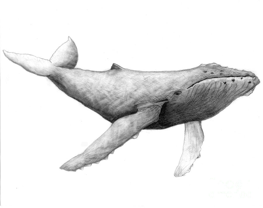 Humpback Whale Drawing by Nick Norton