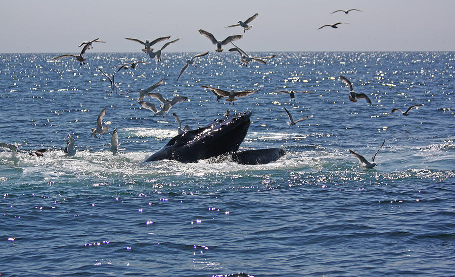 Humpback Whale off Provincetown Photograph by Jean Clark