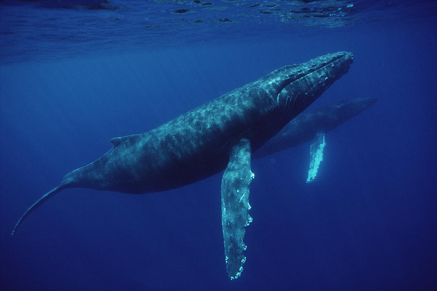 Humpback Whale Pair Underwater Hawaii Photograph by Flip Nicklin