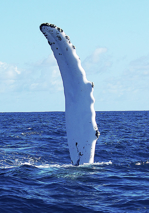 Humpback Whale Pectoral Fin Photograph by Sallyrango