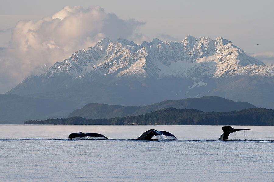 Humpback Whale Pod Lifts Their Flukes Photograph by John Hyde - Pixels