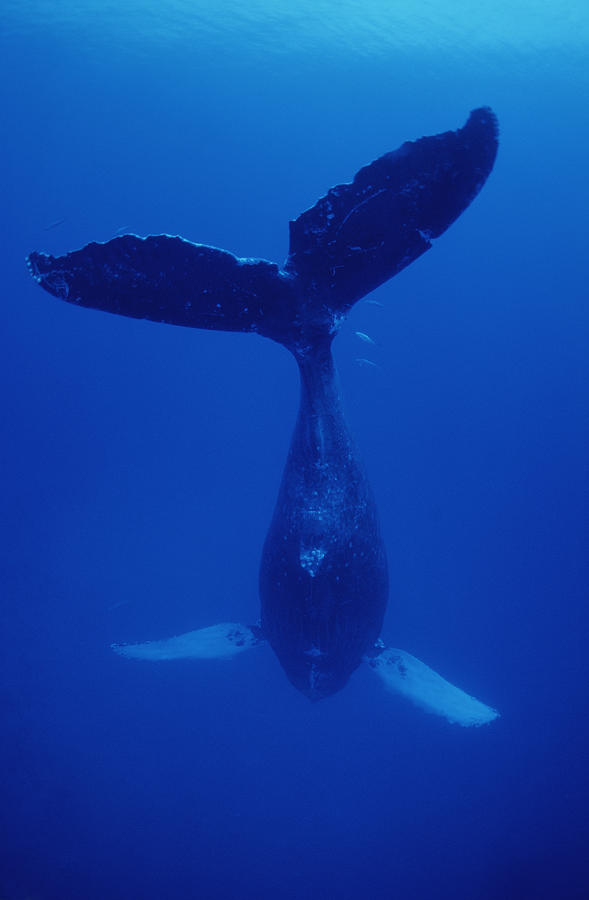 Humpback Whale Singer Called Frank Maui Photograph by Flip Nicklin