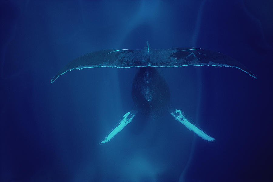 Humpback Whale Singing Maui Photograph by Flip Nicklin