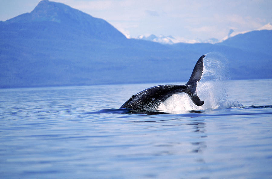 Humpback Whale Slapping Tail Photograph by F. Stuart Westmorland - Fine ...