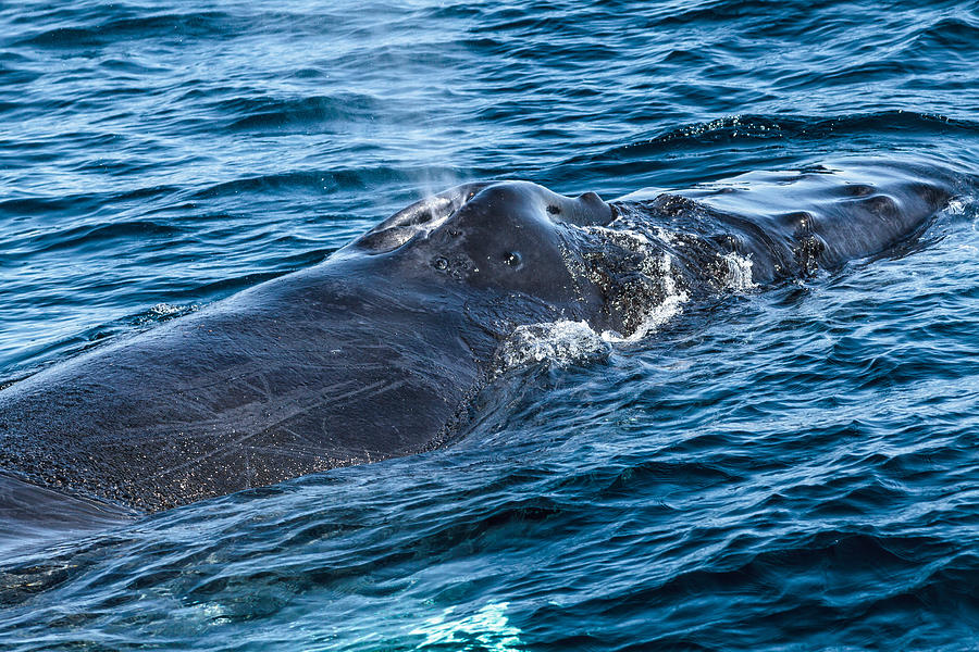 Humpback Whale Sleeping Photograph by Perla Copernik