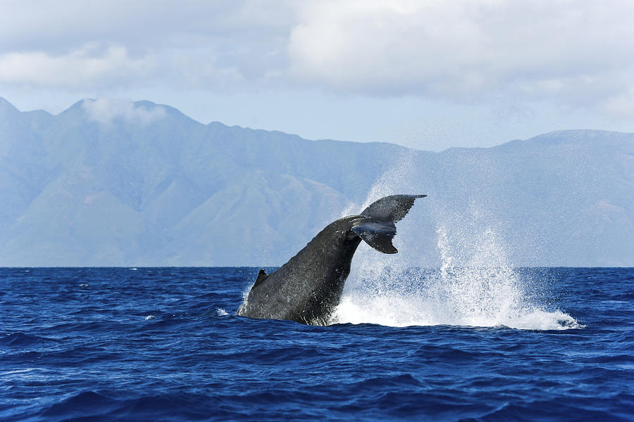Animal Photograph - Humpback Whale Splash - Maui by M Swiet Productions
