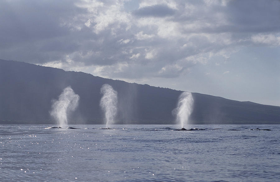 Humpback Whale Spouts Maui Hawaii Photograph by Flip Nicklin