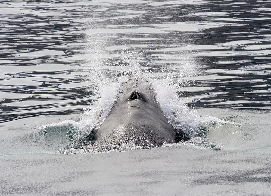 Humpback Whale Photograph - Humpback Whale Surfacing by Sigurdur Aegisson