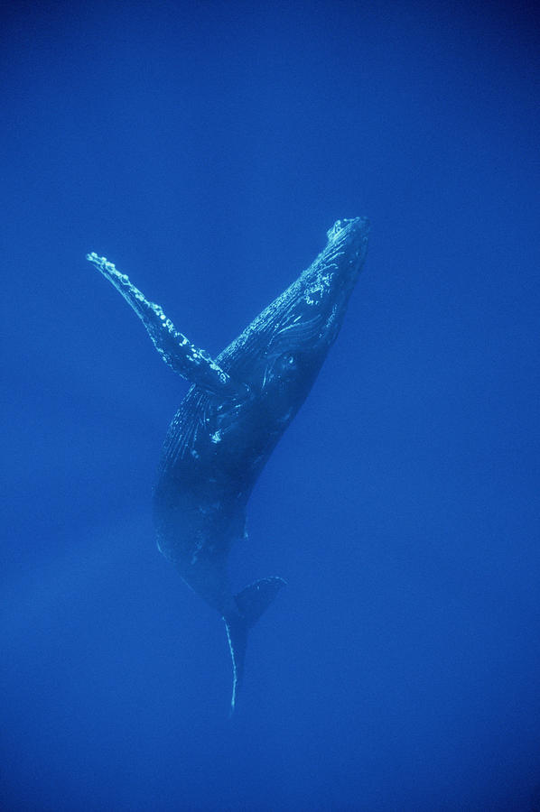 Humpback Whale Swimming Underwater Photograph by Flip Nicklin - Fine ...