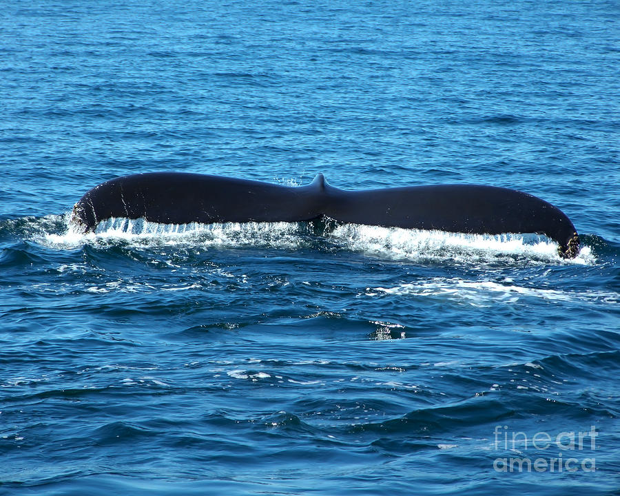 Humpback Whale Tail 3 Photograph by Kristen Fox