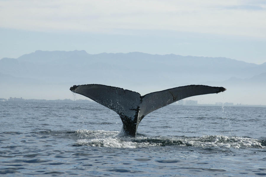 Humpback Whale Tail 3 Photograph by Tracy Winter