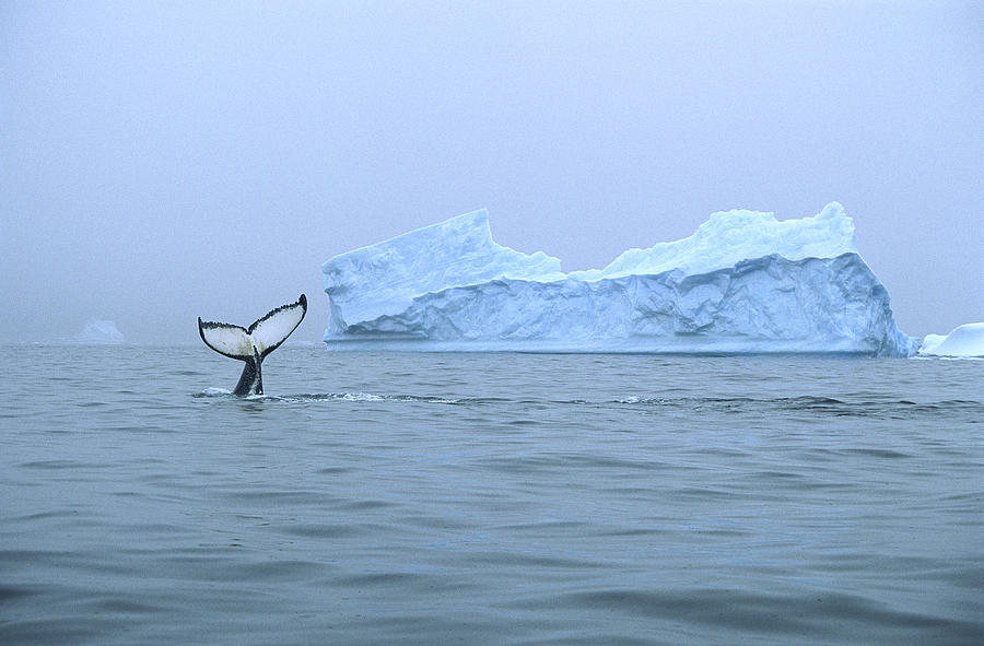 Humpback Whale Tail And Iceberg Photograph by Colin Monteath