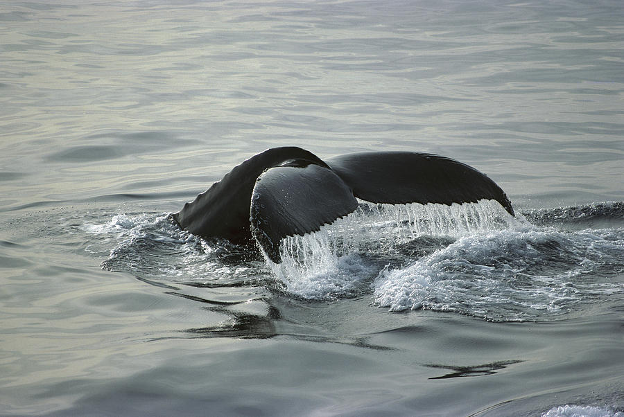 Humpback Whale Tail Cabo San Lucas Photograph by Tui De Roy