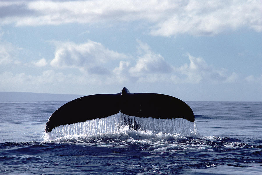 Humpback Whale Tail Photograph by Flip Nicklin