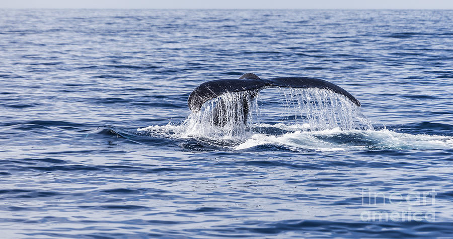 Humpback whale tail Photograph by Liz Leyden