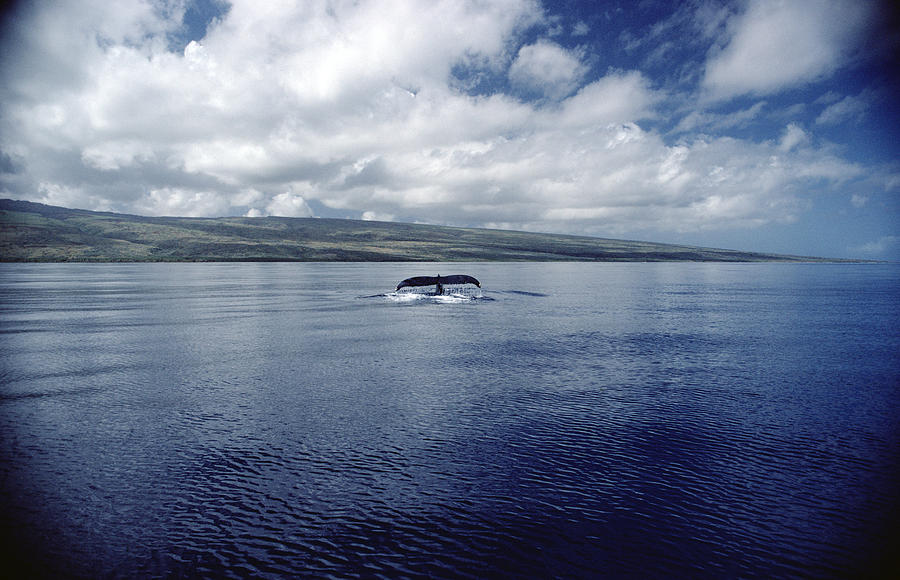 Humpback Whale Tail Slap Hawaii Photograph by Flip Nicklin
