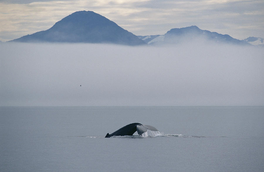 Humpback Whale Tail Southeast Alaska Photograph by Flip Nicklin